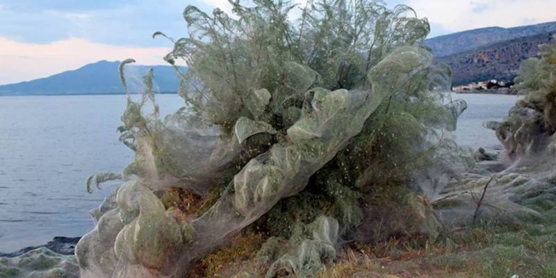 Ragni coprono due laghi della Grecia con ragnatele giganti