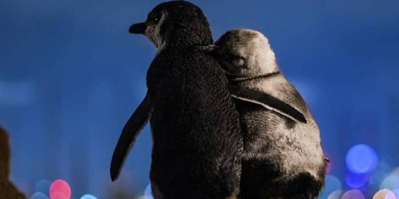 La foto di due pinguini rimasti vedovi che si confortano