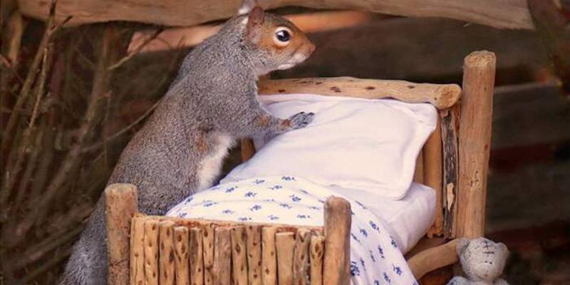 Shaton Cutler, la fotografa che ha creato un mini-letto per scoiattoli