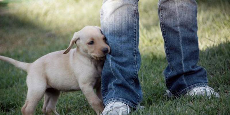 Perché il cane ci segue ovunque andiamo?