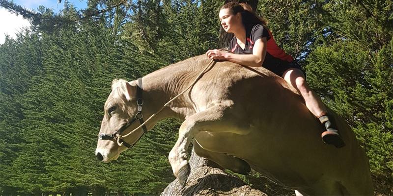 Decide di insegnare a una mucca il salto ad ostacoli