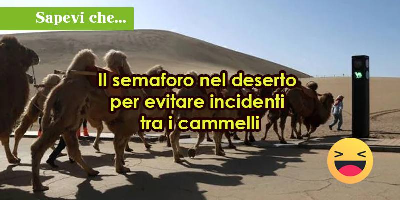 Il semaforo nel deserto per evitare incidenti tra i cammelli