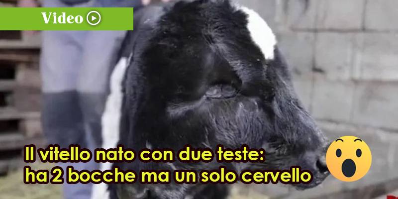 Il vitello nato con due teste: ha 2 bocche ma un solo cervello