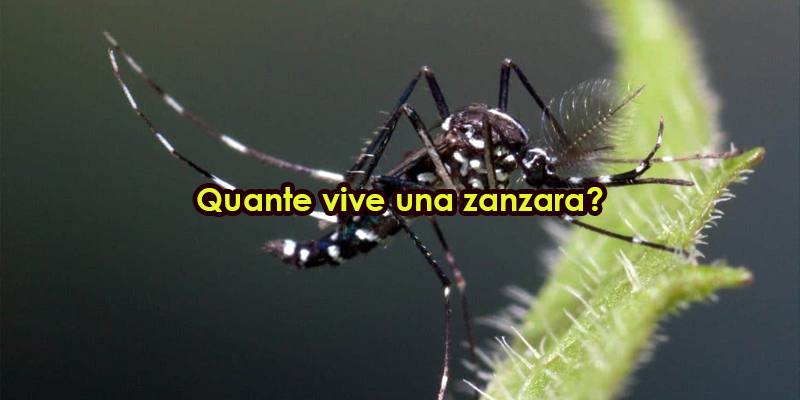 Quante vive una zanzara?