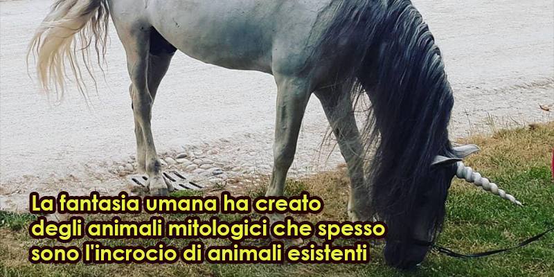 Curiosità sugli animali mitologici 