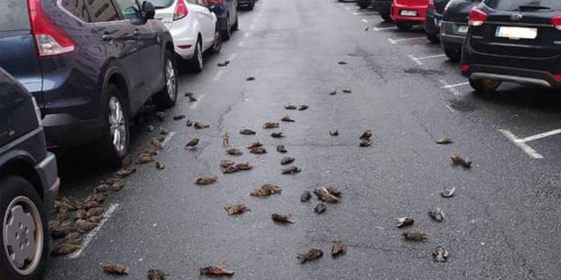 Centinaia di uccelli cadono improvvisamente dal cielo colpendo auto e persone