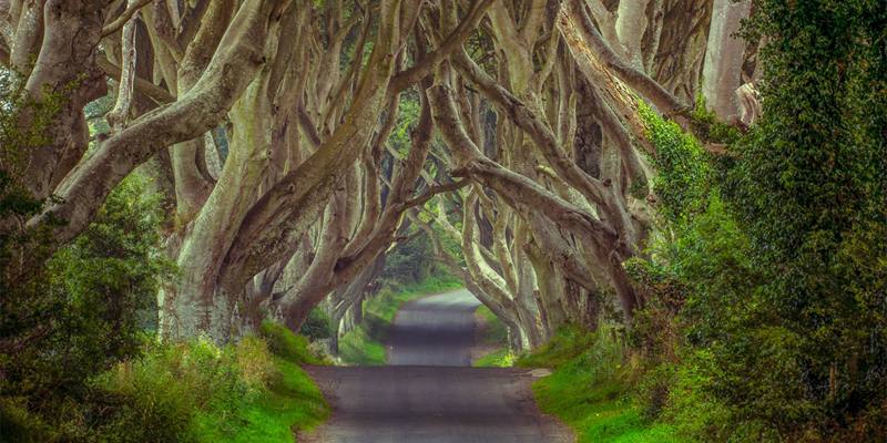 The Dark Hedges - Irlanda del Nord