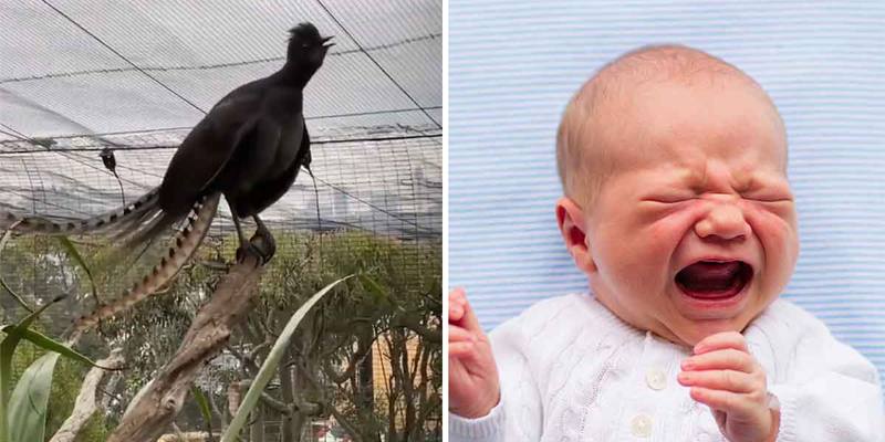 L'uccello che ha imparato a imitare alla perfezione il pianto di un bambino