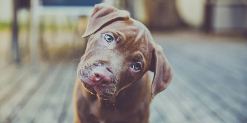 Perché il cane inclina la testa quando gli parliamo?