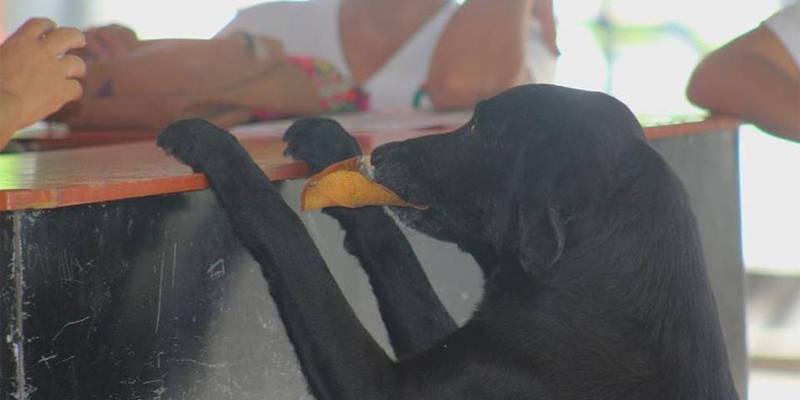 Il cane che compra i biscotti pagandoli con una foglia