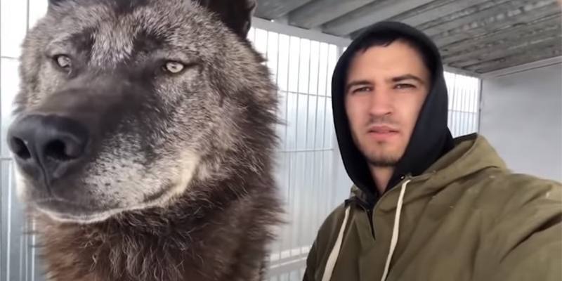 Questo ragazzo si prende cura di un gigantesco lupo e ci gioca come se fosse un cucciolo