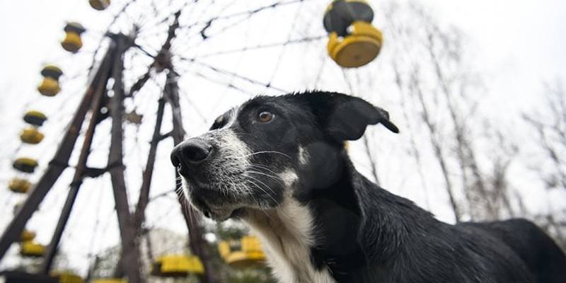 I cani geneticamente modificati dalla radiazioni di Chernobyl