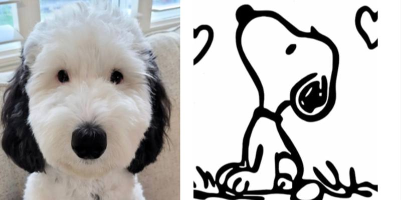 Bayley, la cagnolina che somiglia moltissimo a Snoopy