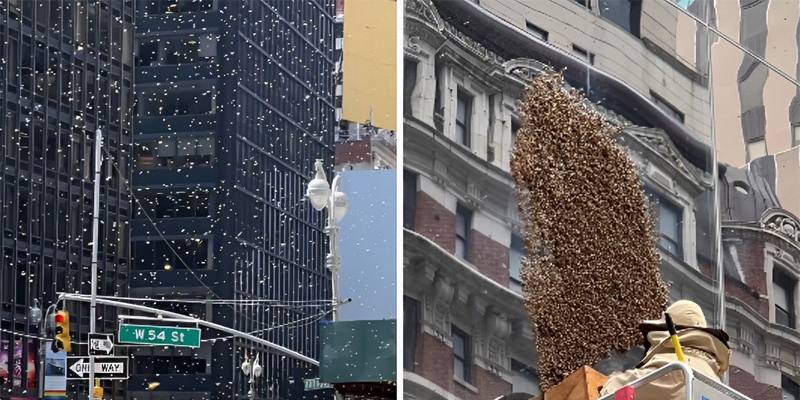 L'invasione delle api a Times Square