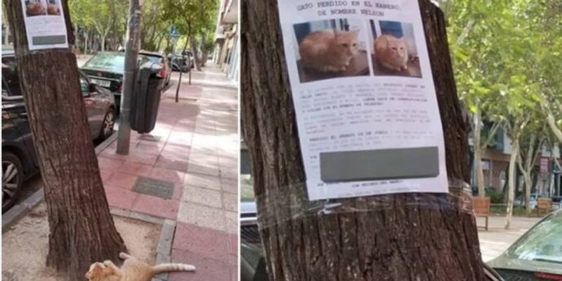 Nelson, il gatto ritrovato mentre guardava la propria foto sul volantino che segnalava la sua scomparsa