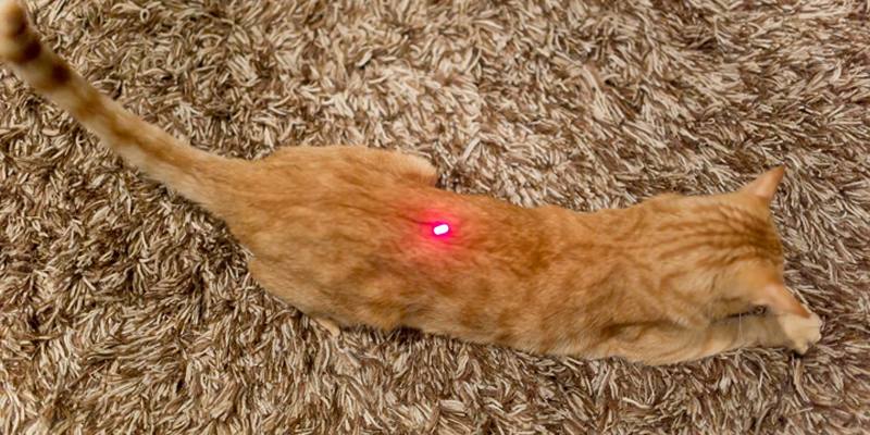 UUsa-il-mirino-laser-per-giocare-con-il-gatto,-ma-spara-a-un-amico-accidentalmente