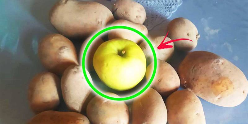 Come conservare le Patate con il trucco della mela