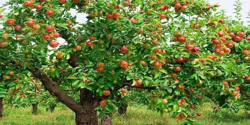 Favola: Adele e l’albero di mele