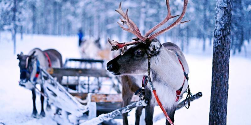 Favola: La storia di Rudolph la renna