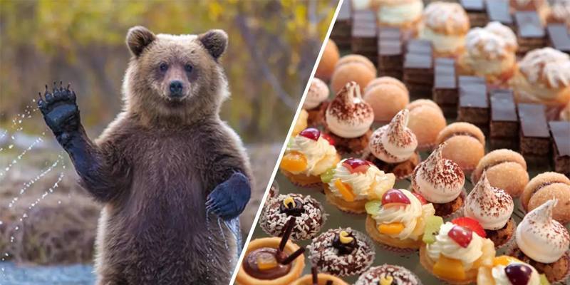 Favola: L’orso e il cupcake