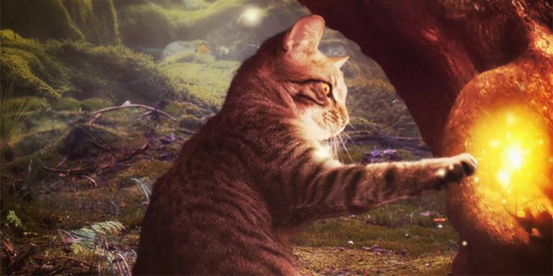 Favola: Il gatto magico