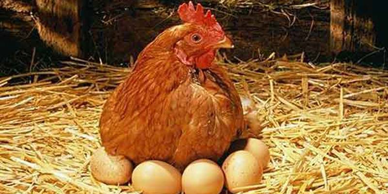 Favola: L’Uovo di gallina di Pasqua