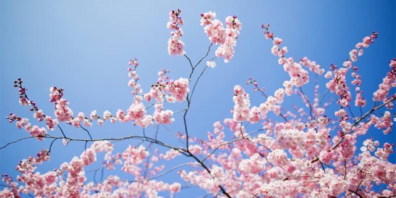 Favola: Tala e la festa della primavera alla Tschalvrina