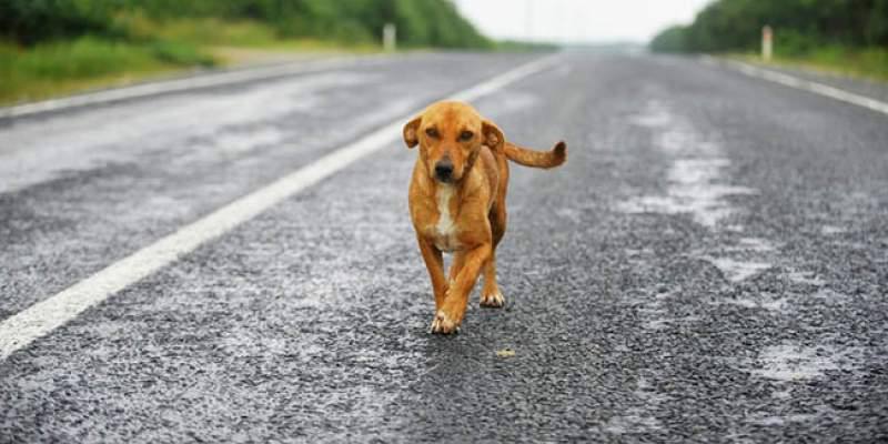 Cosa fare se si trova un animale per strada