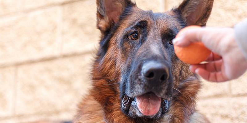 I cani capiscono i nomi degli oggetti?