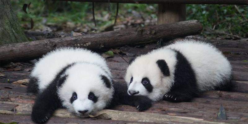 I cani travestiti da cuccioli di panda