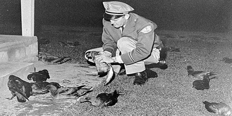 18 agosto del 1961: migliaia di gabbiani assalirono gli abitanti di Monterey Bay