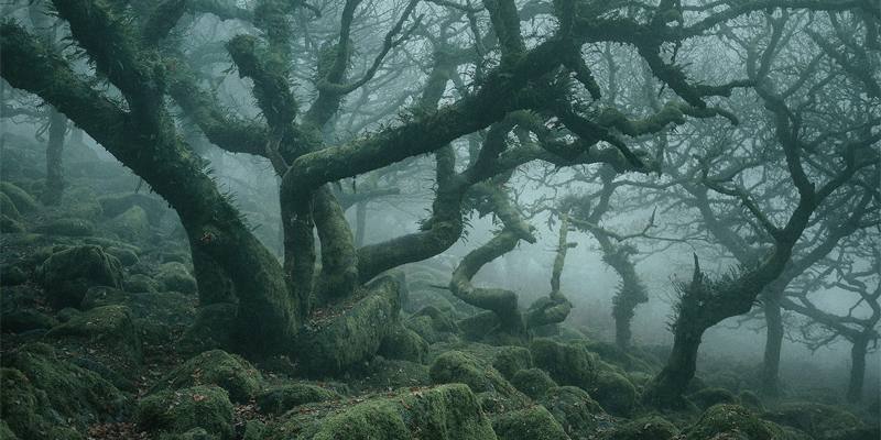 Bosco dei lamenti (Wayland Wood)