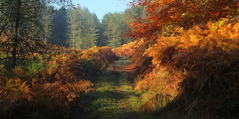 Cannock Chase, la foresta delle anime inquiete