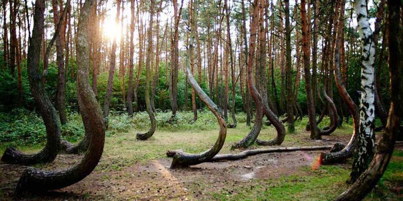 La foresta Hoia Baciu