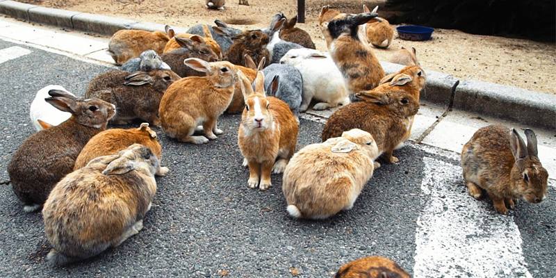 Ōkunoshima, l’isola dei conigli