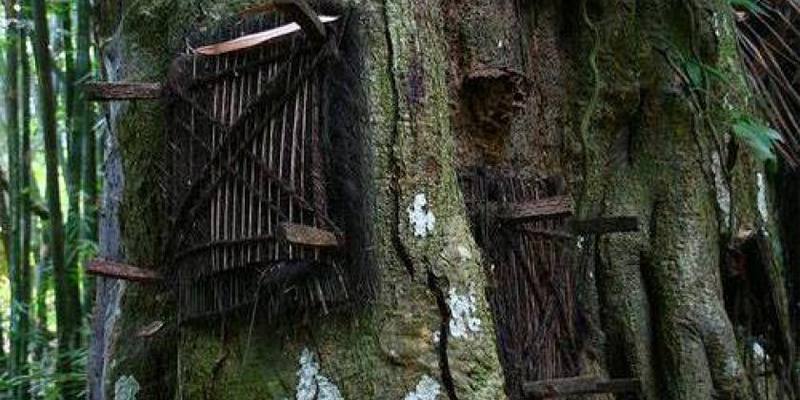 Tana Toraja, il rito dei bambini sepolti nell’albero