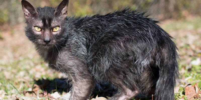 Lykoi Cat, detto gatto lupo, nuova razza di felino domestico