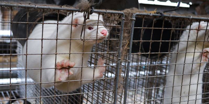 Visoni infettati da COVID-19 risorgono dalle tombe